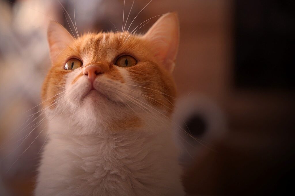 animal, cat, mammal-8160596.jpg