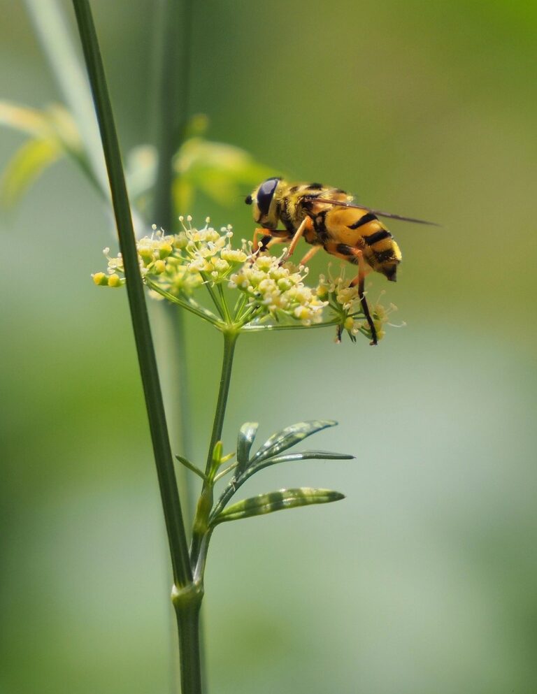 hover fly, insect, parsely-8154077.jpg
